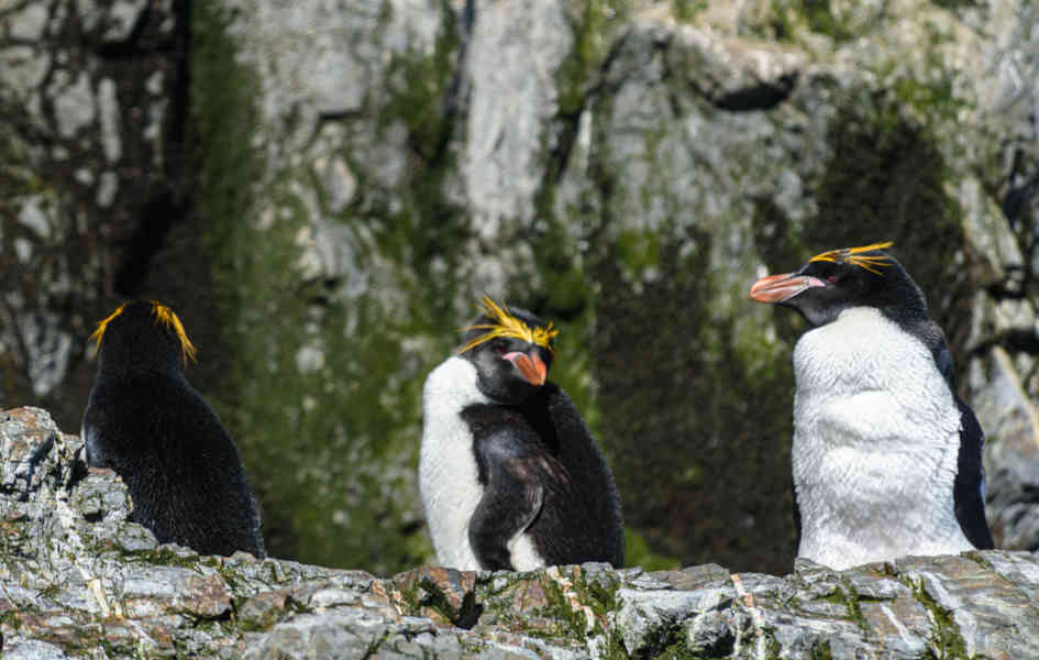 Pingüino Macaroni - islas Georgias del Sur 16.jpg